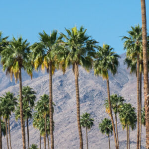 Palm Springs and Palm Desert